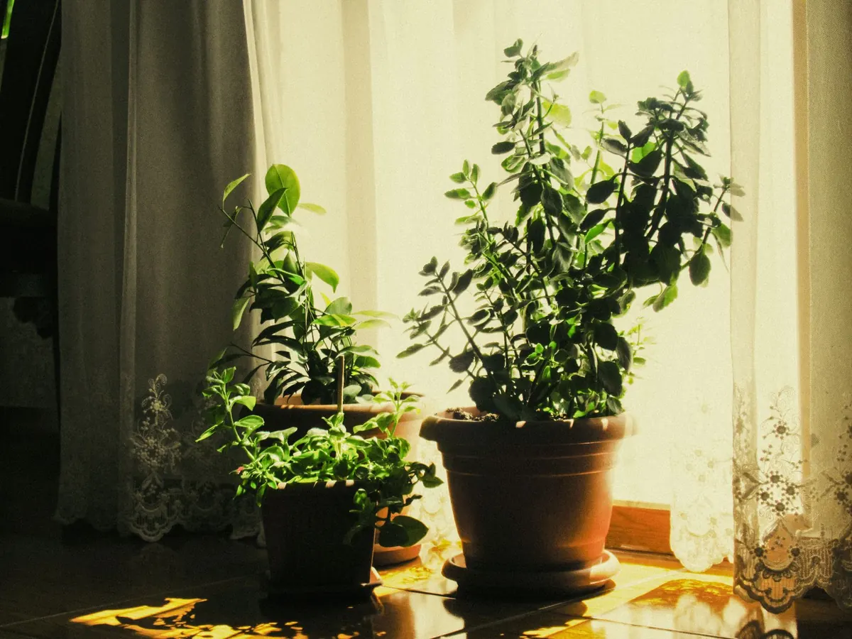 How to Create a Living Room Plant Corner That Looks Intentional